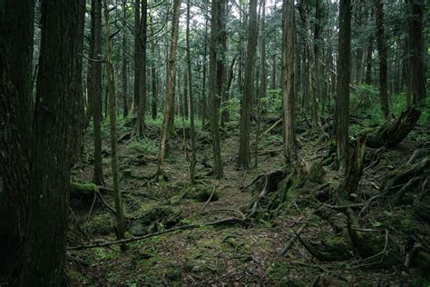 Vista panorámica del bosque Aokigahara al pie del Monte Fuji, Japón