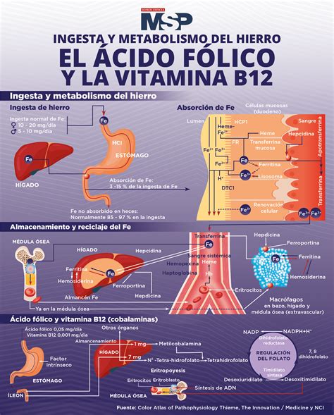 Infografía sobre las funciones de la vitamina B12 en el cuerpo humano