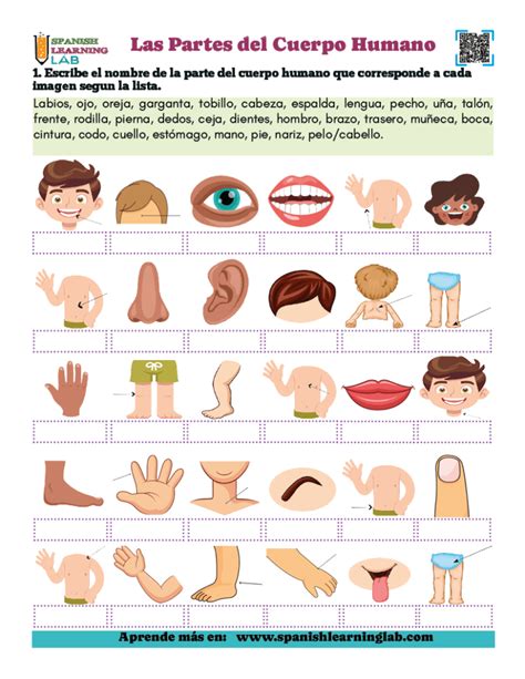 Esquema de las partes del cuerpo humano y cómo se benefician del ejercicio