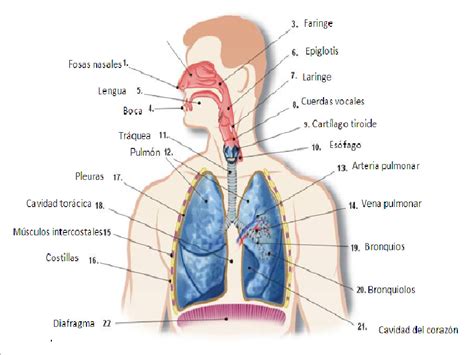 Esquema anatómico del sistema respiratorio humano mostrando la conexión entre vías aéreas, alvéolos y capilares sanguíneos.