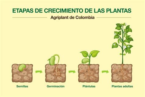 Esquema de las partes de una plántula de cannabis: cotiledones, hojas verdaderas y sistema radicular inicial