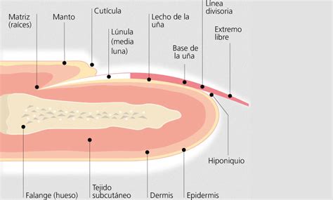Esquema anatómico mostrando la uña penetrando el tejido blando y las zonas de inflamación comunes.