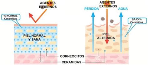 Infografía detallando los beneficios de las ceramidas, el ácido hialurónico y la dimeticona para la piel madura.