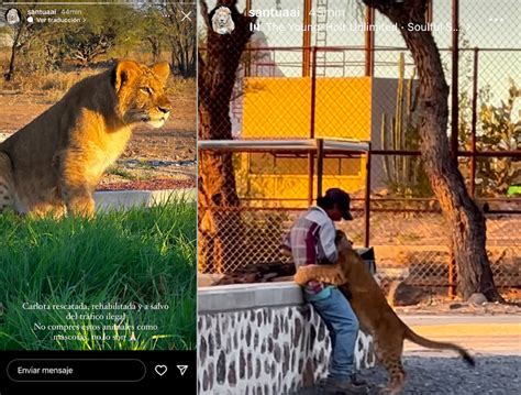 Leona Carlota corriendo al encuentro de su cuidador en el santuario Santuaai, México.