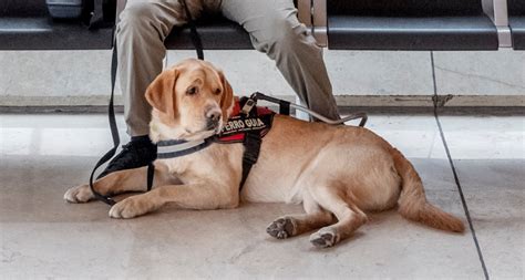 Persona con perro de asistencia en transporte colectivo