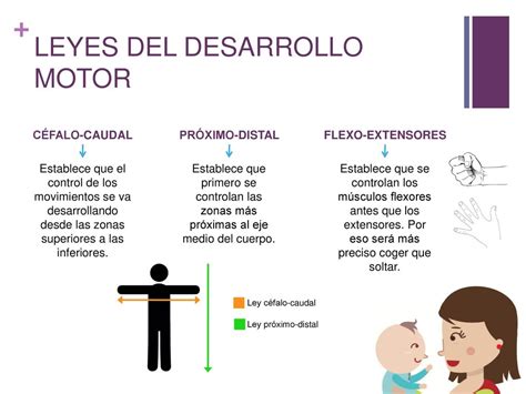 Esquema visual de las leyes céfalo-caudal y próximo-distal en el desarrollo motor infantil