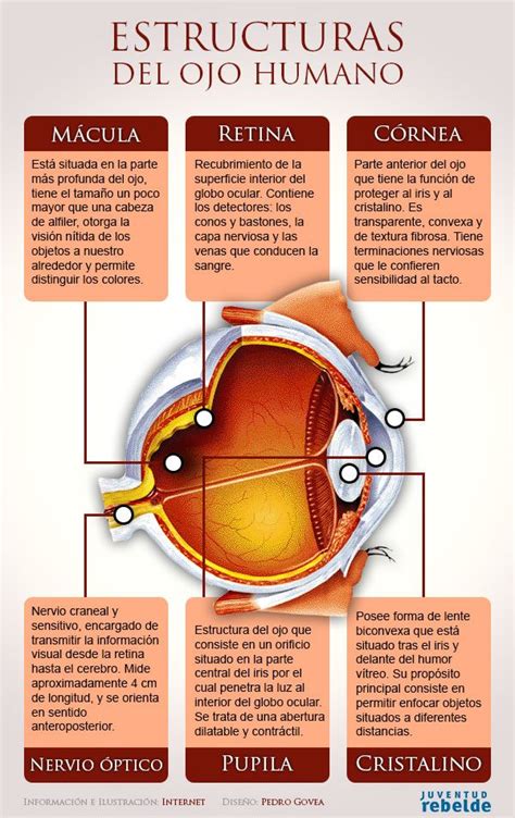 infografía sobre el funcionamiento del ojo humano y las principales patologías oculares