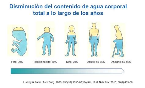 Esquema que muestra la distribución del agua corporal en el adulto y cómo disminuye con la edad