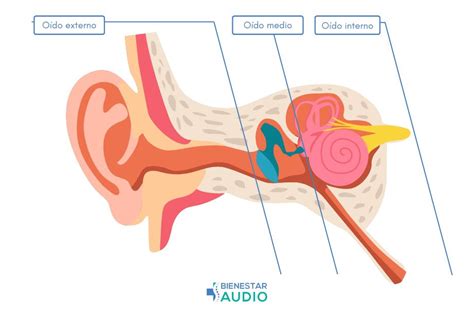 Infografía con los diferentes tipos de oído (externo, medio e interno) y sus funciones en la audición.