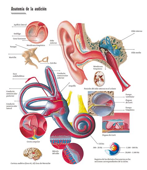 Esquema anatómico mostrando los sistemas involucrados en la marcha: sistema nervioso central, vestibular, propioceptivo y aparato músculo-esquelético.