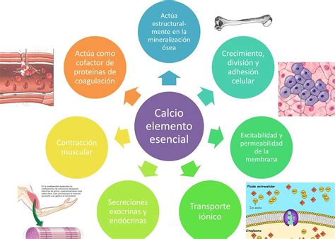 Esquema de las funciones del calcio en el organismo: salud ósea, contracción muscular, transmisión nerviosa y coagulación sanguínea.