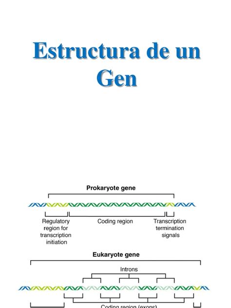 Representación esquemática de la estructura de un gen y los diferentes tipos de alteraciones genéticas (deleción, duplicación, mutación puntual).