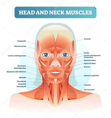 diagrama anatómico de la cabeza y cuello mostrando puntos de evaluación