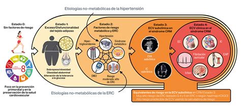 Esquema de las principales áreas de chequeo preventivo: cardiovascular, metabólico, renal y oncológico.