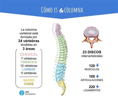 Esquema anatómico comparativo entre una columna vertebral sana y una con hipercifosis, mostrando la curvatura excesiva.