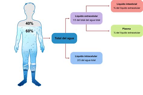 Esquema que muestra la distribución de agua en el cuerpo humano y cómo disminuye el porcentaje de agua corporal total con el paso de lohtml<h1>El Agua Corporal en el Adulto Mayor: Importancia y Gestión de la Hidratación</h1><tagimg>Esquema de la distribución del agua en el cuerpo humano