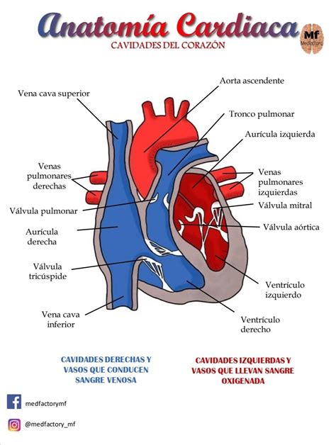 infografía que muestra un corazón con las cavidades y el flujo sanguíneo, destacando la incapacidad para bombear eficientemente.