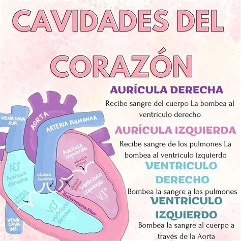 Imagen de un ecocardiograma mostrando las cavidades del corazón y su funcionamiento.