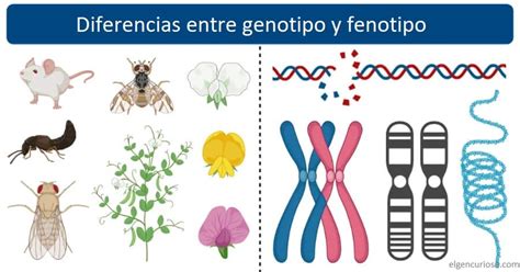 Diagrama que explica la relación entre genotipo, fenotipo y ambiente