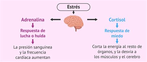 Esquema de las conexiones entre el estrés crónico y el sistema inmunológico