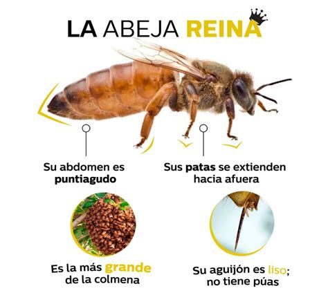 Infografía comparando la estructura de una abeja y la capacidad de vuelo, con un mensaje de superación.