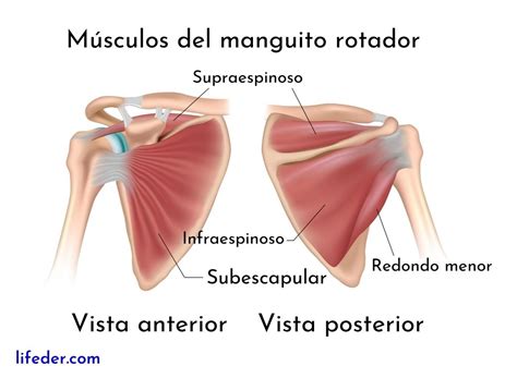 Esquema anatómico del hombro destacando el músculo supraespinoso y el manguito de los rotadores.