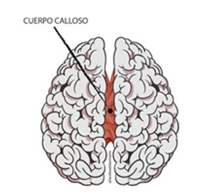 Esquema de los hemisferios cerebrales y el cuerpo calloso