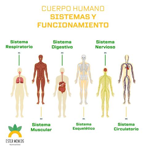 Diagrama de los principales sistemas de órganos internos del cuerpo humano