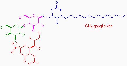 Ilustración de la estructura bioquímica del gangliósido GMD-1 y su blanco antigénico