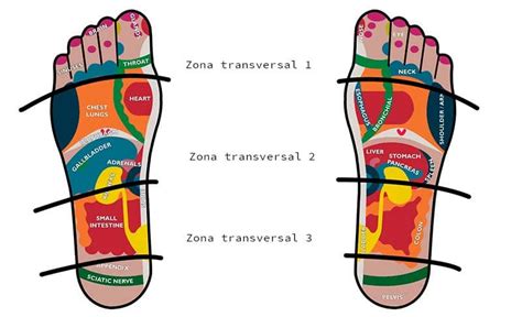 Mapa de zonas reflejas en el pie y su correspondencia con órganos del cuerpo