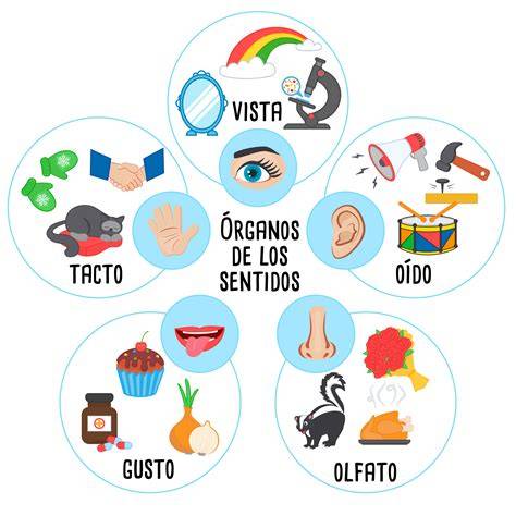 Esquema de los sentidos y su procesamiento (ayuda a visualizar el procesamiento sensorial y las vías sensoriales)