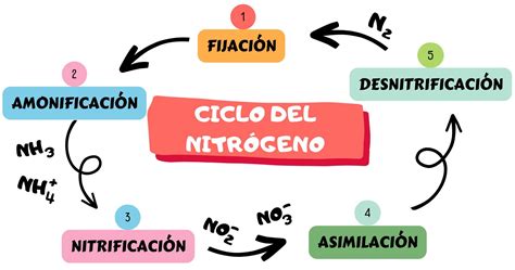 Esquema del ciclo de la inmovilidad y sus efectos