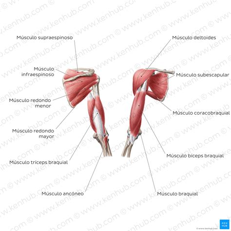 Esquema de los músculos del brazo y hombro que se benefician del entrenamiento de fuerza