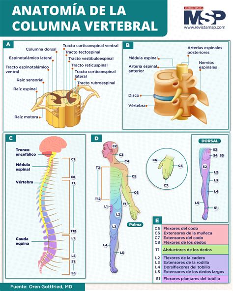 Infografía comparativa de la columna vertebral joven y envejecida, destacando cambios en discos y articulaciones.