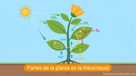Esquema de las partes involucradas en la gestión de una licencia médica