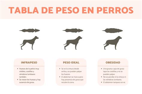 Esquema de las causas de bajo peso en perros
