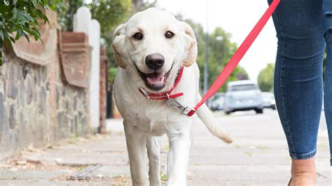 Perro anciano paseando con correa