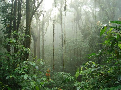 Fotografía de un bosque húmedo tropical en la Amazonía ecuatoriana, mostrando la densa vegetación.
