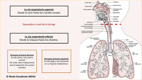 Esquema anatómico que compara unas vías respiratorias sanas con unas vías respiratorias inflamadas y estrechadas propias del asma.
