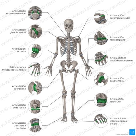Esquema de las articulaciones y huesos en un adulto mayor, mostrando la degeneración