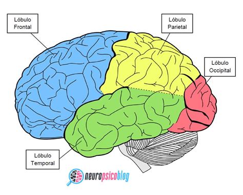 Esquema del cerebro con lóbulos occipital, parietal y frontal resaltados para habilidades visoespaciales