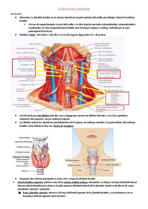 Esquema de la glándula tiroides y su localización en el cuello