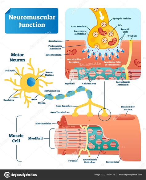 Esquema anatómico del sistema neuromuscular mostrando las áreas que pueden verse afectadas en la discapacidad motora