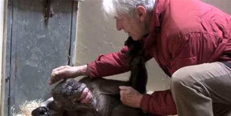 Profesor Jan van Hooff interactuando con la chimpancé Mama en el zoológico
