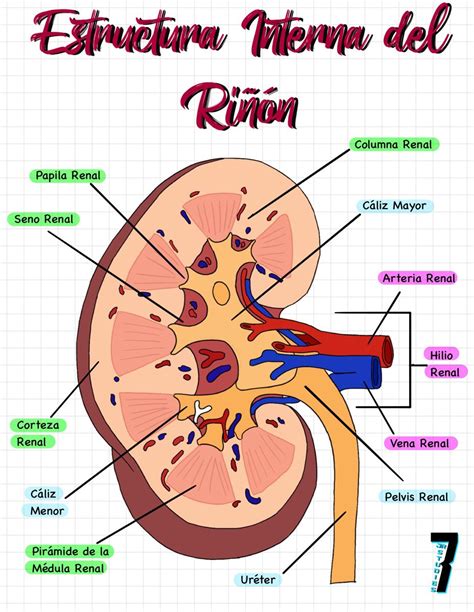 Esquema de un riñón con glomérulos y su función de filtración