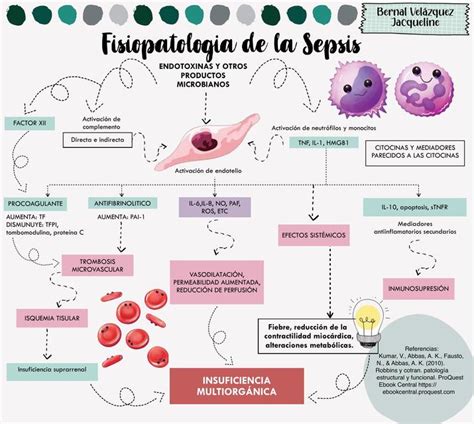 Esquema ilustrativo del proceso de sepsis: desde la infección inicial hasta la disfunción multiorgánica y el choque séptico.