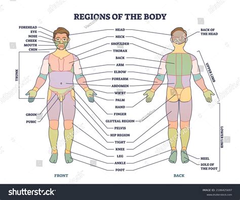 Esquema que muestra las zonas del cuerpo más propensas a rozaduras: talones, glúteos, codos y espalda baja.
