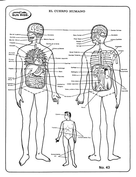 Esquema de un cuerpo humano señalando áreas afectadas por discapacidad motriz