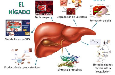 Esquema del hígado con zonas inflamadas