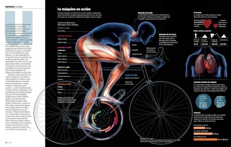 Infografía mostrando los beneficios del ciclismo en el cuerpo humano (corazón, músculos, articulaciones)